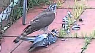 sparrowhawk snaps pigeons neck [upl. by Undis]