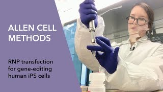 Allen Cell Methods  RNP transfection for gene editing human iPS cells [upl. by Relda220]