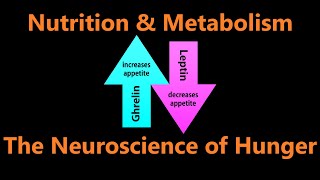 The Neuroscience of Hunger  Leptin Ghrelin Obesity and Regulating Hunger [upl. by Ileyan701]