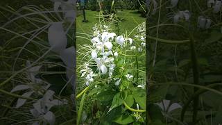 cleome spinosa spider flower jarneliflower summerflower [upl. by Worden]