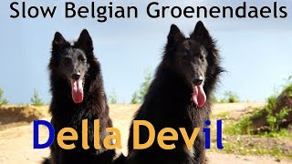 Della amp Devil  Slow Belgian Groenendaels [upl. by Wightman]