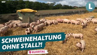 SchweineMassentierhaltung unter freiem Himmel  wie geht das  WDR Lokalzeit LandSchafft [upl. by Ahsirtal964]