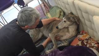 Greyhound Ada receiving Craniosacral Therapy [upl. by Nylkoorb]