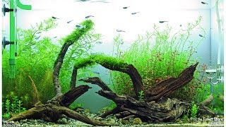 by the Forest Shore  Day 35  ADA 60 cm Aquarium [upl. by Eicats]