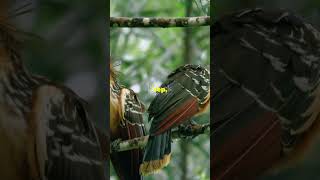 funny random facts about hoatzin Bird 🕊️😂 [upl. by Boiney]