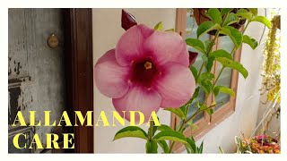 All about Allamanda and its care  Get more blooms in Allamanda or Yellow Bell [upl. by Bram]