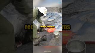 Así se recogen muestras de lava de un volcán activo shorts [upl. by Rubin689]