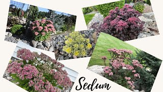 Sedum The Perennial Genus That Has It All almost [upl. by Latsyrc]