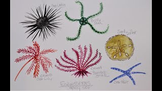 How to Paint an Echinoderm [upl. by Ativet443]