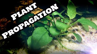 Anubias Barteri Care Guide amp Propagation [upl. by Annawyt328]