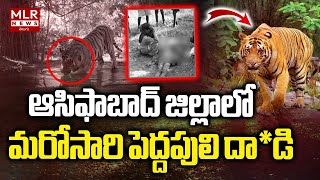 ఓ రైతన్న జర జాగ్రత్త పొలం లో పులి Tiger Aack on Farmer How to Stay Safe   MLR News [upl. by Aigil613]