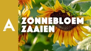 Zonnebloem zaaien I Een groener thuis 24 I Angelo Dorny [upl. by Ylen]