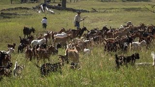 Goats Eat Weeds  Farm to Fork Wyoming [upl. by Catima771]