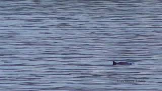 Harbor porpoise  Saratoga Passage  March 4 2018 [upl. by Sandra291]