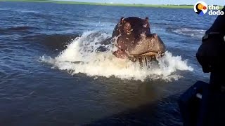 Hippo Chases Boat Shows Boaters Whos Boss  The Dodo [upl. by Alenairam]