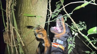 Coon hunting …2023 Tennessee season opener …short hunt with Johnny Cash … [upl. by Shing]