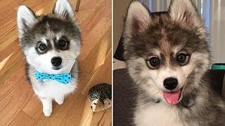 Meet the adorable PomeranianHusky Pomsky puppy Norman [upl. by Nnyladnarb]