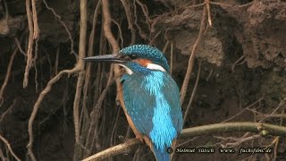 Eisvogel  kingfisher [upl. by Curt810]