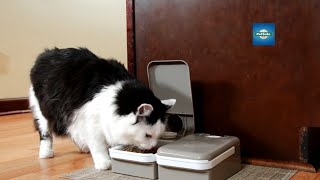 PetSafe Digital Two Meal Pet Feeder [upl. by Belshin331]