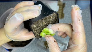 Pinguicula Cyclosecta Unboxing [upl. by Alegnad]