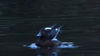 Vitögd dykand Ferruginous duck aythya neroca 20241105 Lunds reningsverk [upl. by Nilyahs]