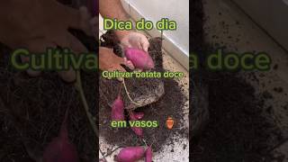 🍀dica do dia cultivar batata doce em vaso 🏺 ideal para lugar pequenos [upl. by Esahc257]