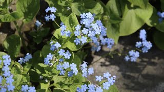 Brunnera macrophylla Siberian bugloss  FarmerGracycouk [upl. by Santini]