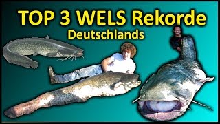 Top 3 Rekord WELS Deutschlands  258 Meter WELS [upl. by Berk]