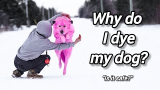 Revealing why I dye my dog [upl. by Yna466]