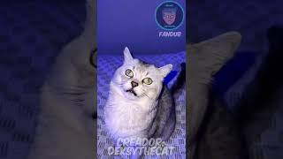 Gato que LADRA se enoja doblaje shortvideos fandub shorts gatos lindo risas gato fypシ fyp [upl. by Areip]