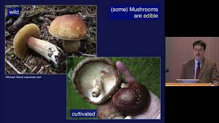 How Mushrooms Changed the World [upl. by Nahrut]