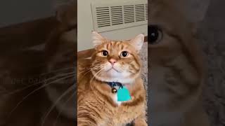 Funny Cat Momentscat catsanimals animalsfypfunnyvideos [upl. by Acilegna851]