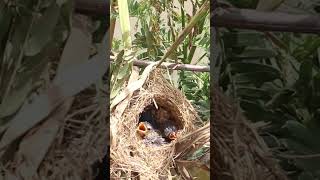 All Widl Bird Cries Eat Vira001 nesting BirdBehavior BirdWatch NatureLovers Wildlife Birds [upl. by Ylrrad]