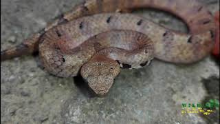 How to identify Hump Nosed Pit Vipers [upl. by Minardi789]