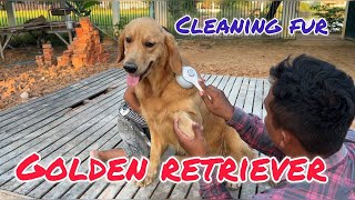 Cleaning golden retriever fur [upl. by Edelsten518]