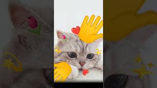 Cats нуя notanimation это не я придумала [upl. by Ashraf]