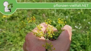 PastinakPastinake  Ganze Pflanze  090718 Pastinaca sativa  Essbare Wildkräuter bestimmen [upl. by Auberta]