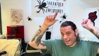 Few tarantulas rehoused [upl. by Amalberga]