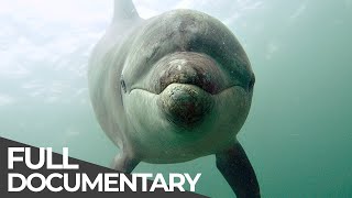 Ocean Stories 3  Dolphins and Whales  Free Documentary [upl. by Yelreveb]