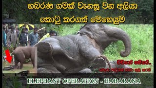 aggressive elephant captured in habarana to transfer to horouwp elephant operation elephant [upl. by Bannerman]