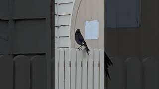 Currawong birds australianmagpie bird australianbirds [upl. by Corbet]