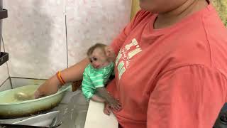 Monkey baby kasky eat apple while mom wash dishes [upl. by Dawkins]