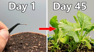 Growing Bok Choy From Seed45 Days Timelapse [upl. by Nnylylloh]