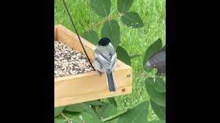 Black Capped Chickadee [upl. by Erick156]