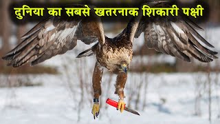 दुनिया के सबसे खतरनाक पक्षी जो आपकी जान ले लेंगे 5 Most Dangerous Birds In The World Animals Vines [upl. by Tiernan214]