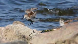 Чернозобики Calidris alpina 01062024 [upl. by Ardnuhs]