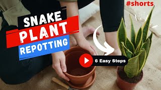 Snake Plant Repotting  6 Easy Steps  SHORTS  MOODY BLOOMS [upl. by Tiga]