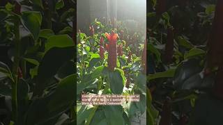 Costus woodsonii the red button ginger or scarlet spiral flag flower ginger plants [upl. by Alica]