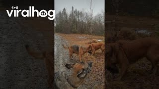 Dog Tells Friends the Stick Belongs to Him  ViralHog [upl. by Attinahs]