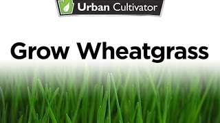 Grow Wheatgrass At Home [upl. by Yewed]